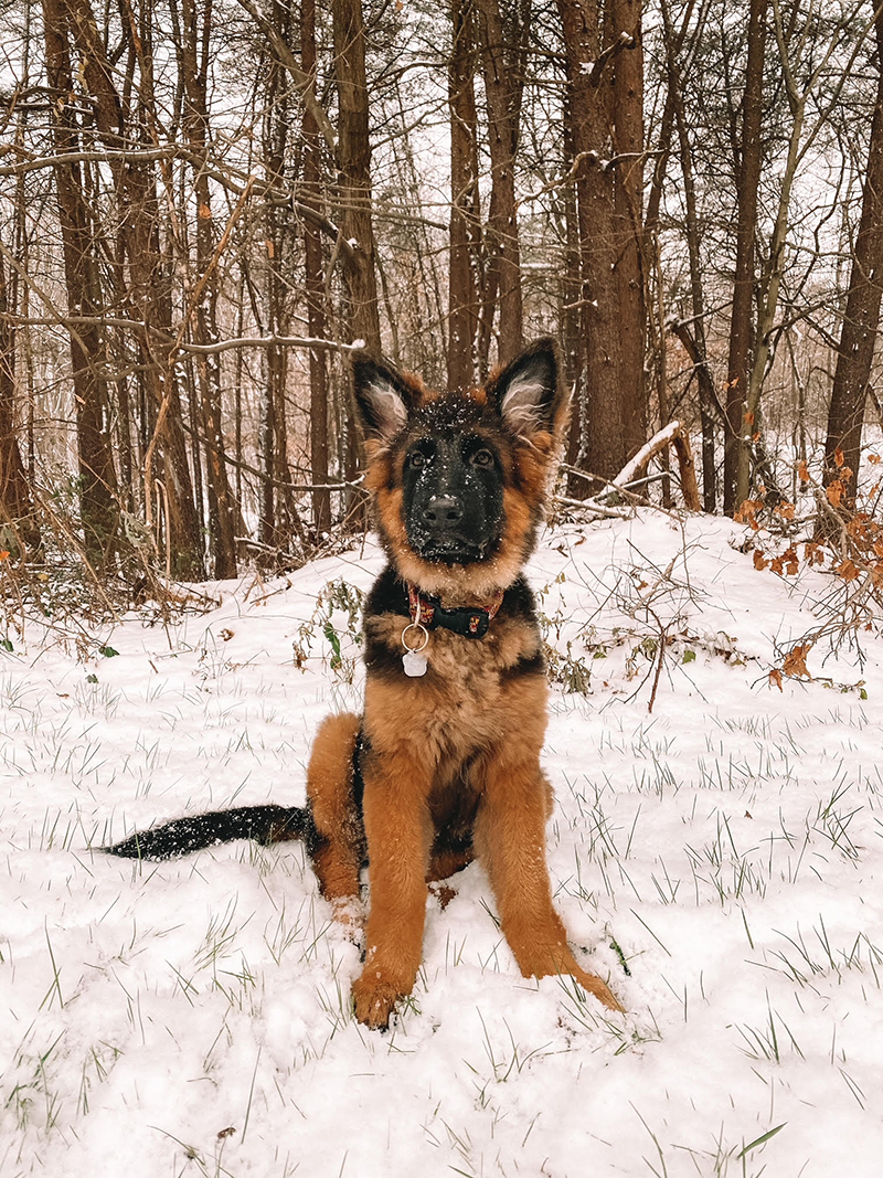 My puppy is a long coat German shepherd named Nova. She was only 10 pounds when my boyfriend and I first picked her up at 8 weeks old and now she is over 50! Photo courtesy of Samantha Schiano