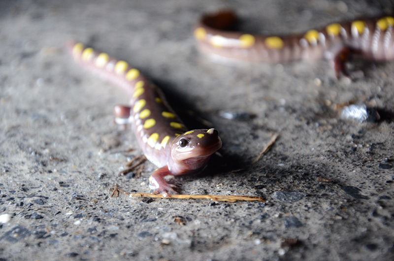 A spotted salamander (Ambystoma maculatum) pauses while making its way to a vernal pool.