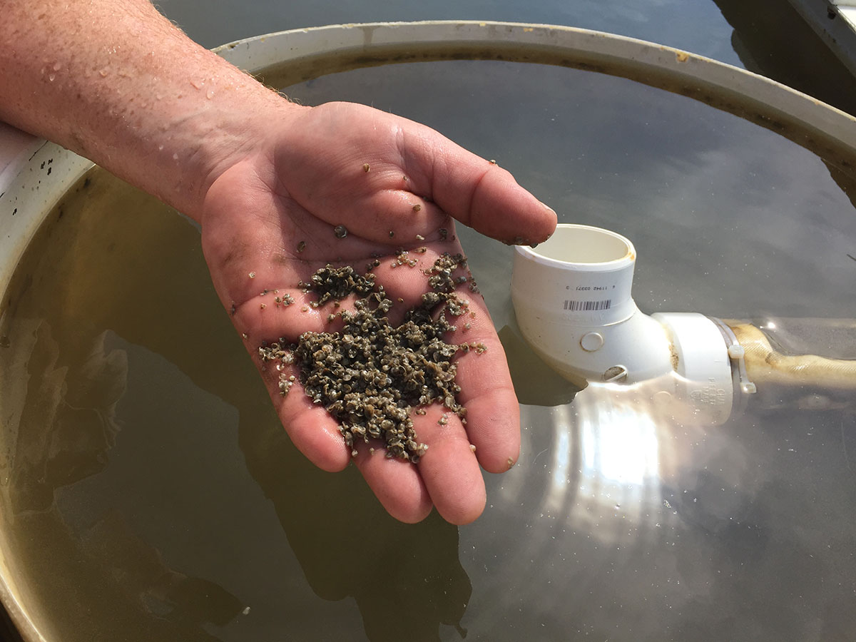 Jim LaChance, Maryland Sea Grant’s new aquaculture coordinator, is looking forward to getting out to oyster farms like this one, where small seeds grow in a nursery until they are large enough to be placed in the Bay or its rivers to reach market size. Photo credit Rona Kobell