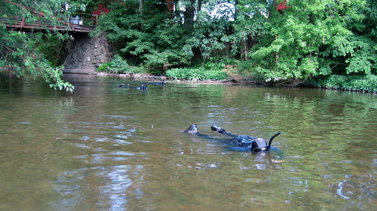 Researchers snorkel in a shallow creek