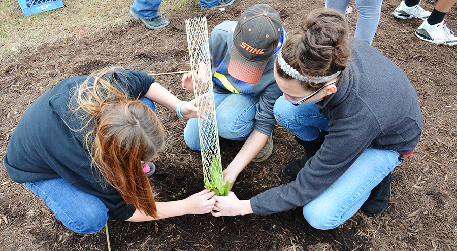 Overhead image of students planting a tree.