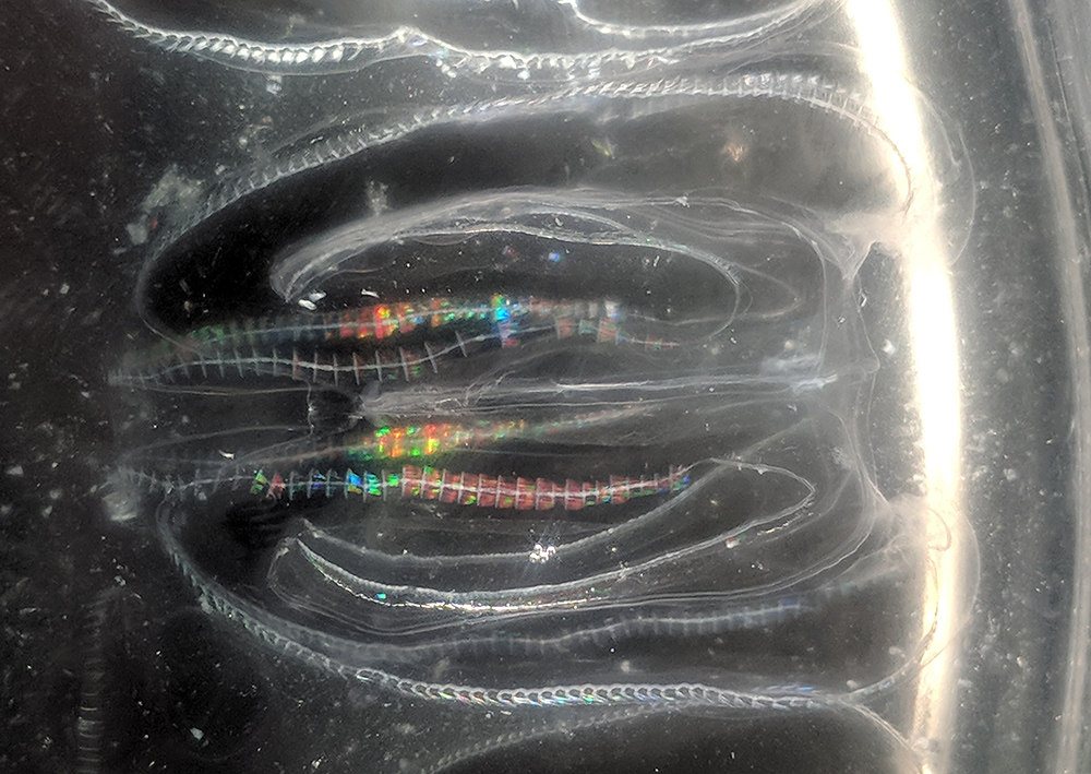 A photo of ctenophores in the lab. Microscope photo of ctenophores against a black background