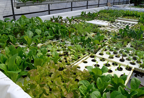 various greens growing in greenhouse beds