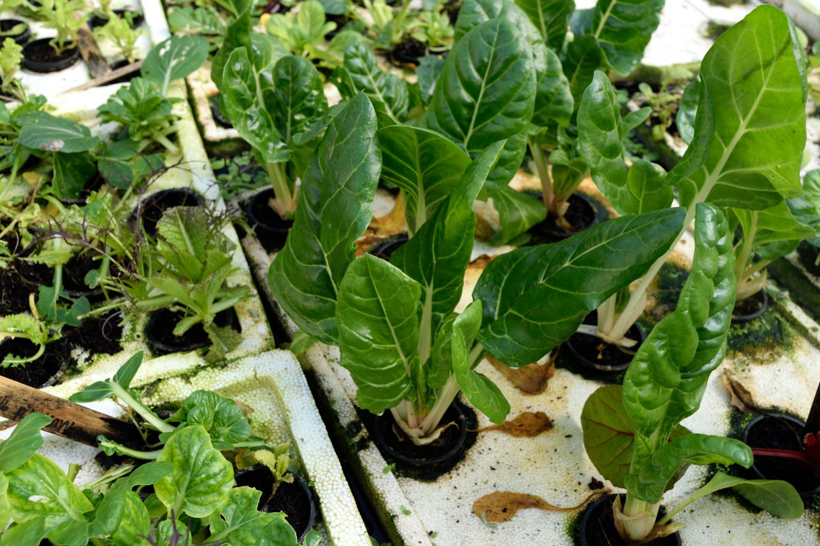 green plants on styrofoam with roots in water