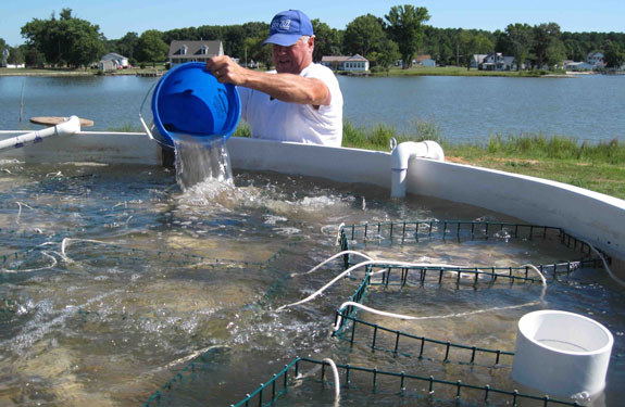 one waterman trying aquaculture in St. Mary's County