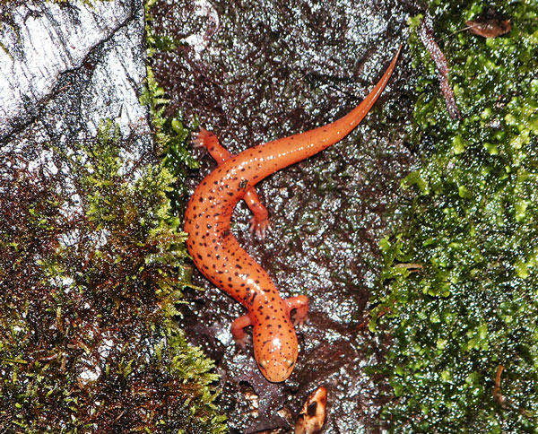 northern red salamander