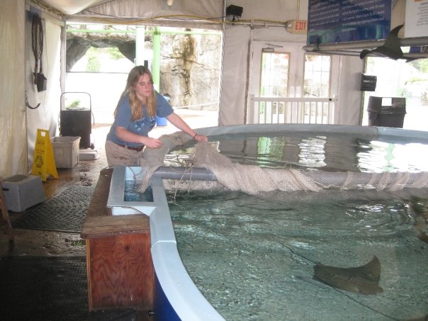Cat Frederick tends to cownose rays at a tank at the Mystic Aquarium, where she had an internship.