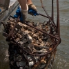 Oyster planting