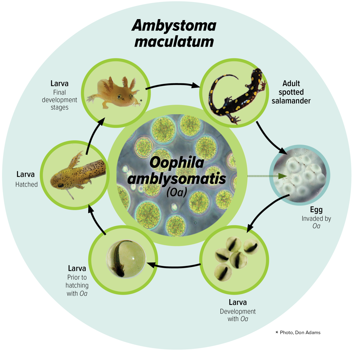 Graphic showing the lifecycle of the spotted salamander, Ambystoma maculatum (Am), and the algal species, Oophila ambystomatis (Oa). The spotted salamander eggs are invaded by the algal species. Throughout the larval stages and into adulthood, the algae and the spotted salamander retain their symbiotic relationship.