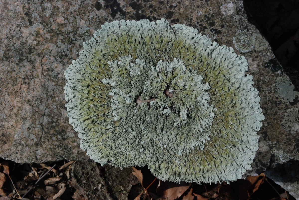 Image taken from above of a green and white lichen attached to a brown-grey rock. 