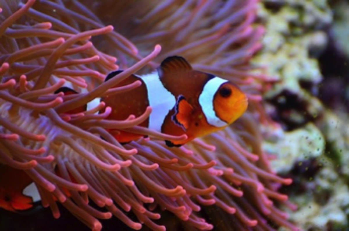 Close-up image of clown fish hiding in pink sea anemone