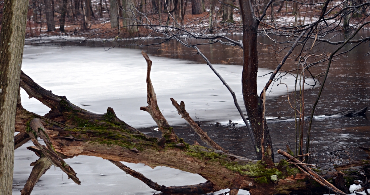 A trunk of a rotting tree in the foreground with a frozen body of water in the background.