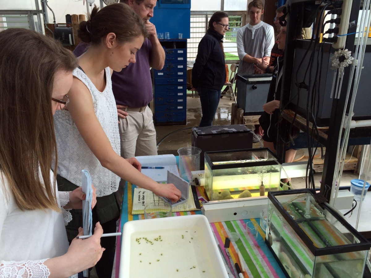 Students, on left, look down at spotted salamander eggs in a white container. Two aquariums containing water and egg cases are on the right.