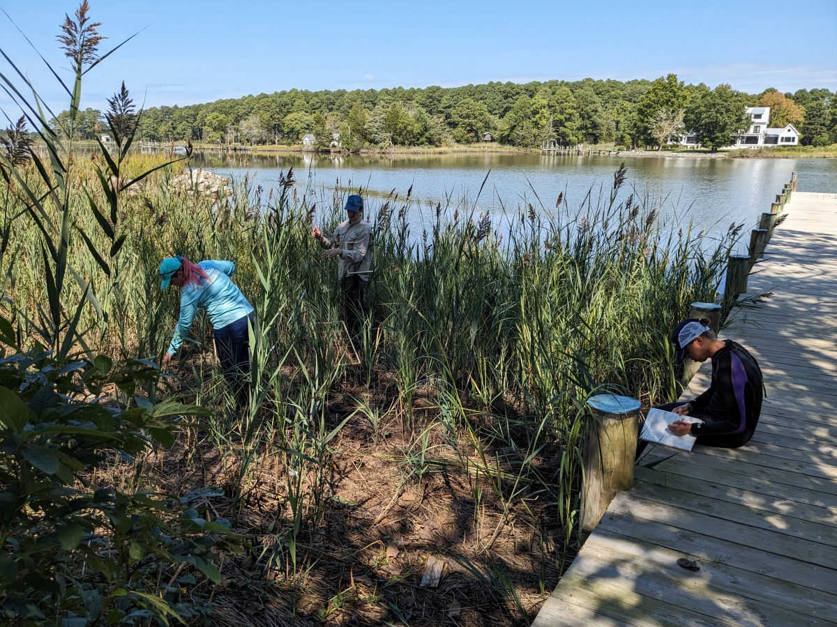 The Palinkas Staver lab team works to measure aspects of a wetland area along the water in Maryland.