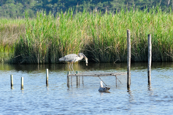 Herons, Ospreys and Eagles often show up to the traps