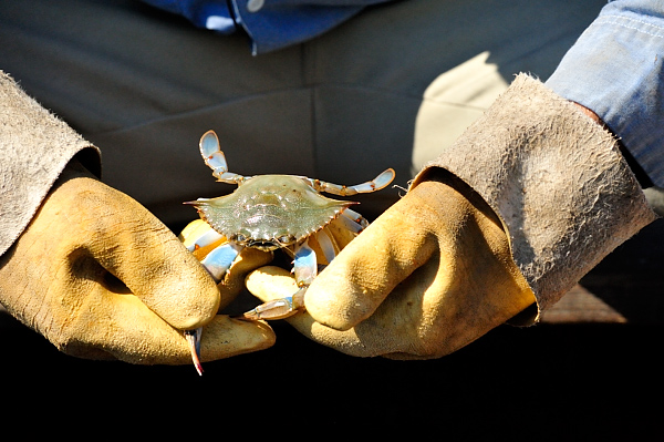 Prepping for Peeler Crabs