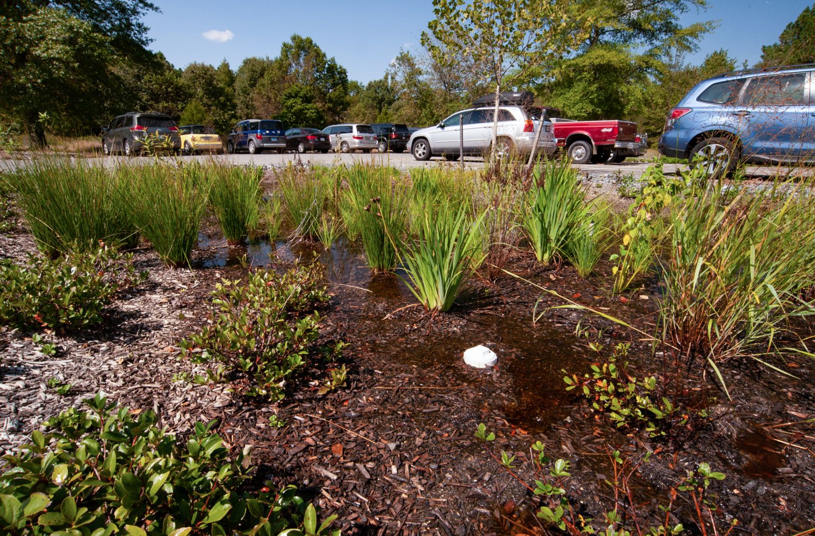 Adkins Arboreum parking lot garden