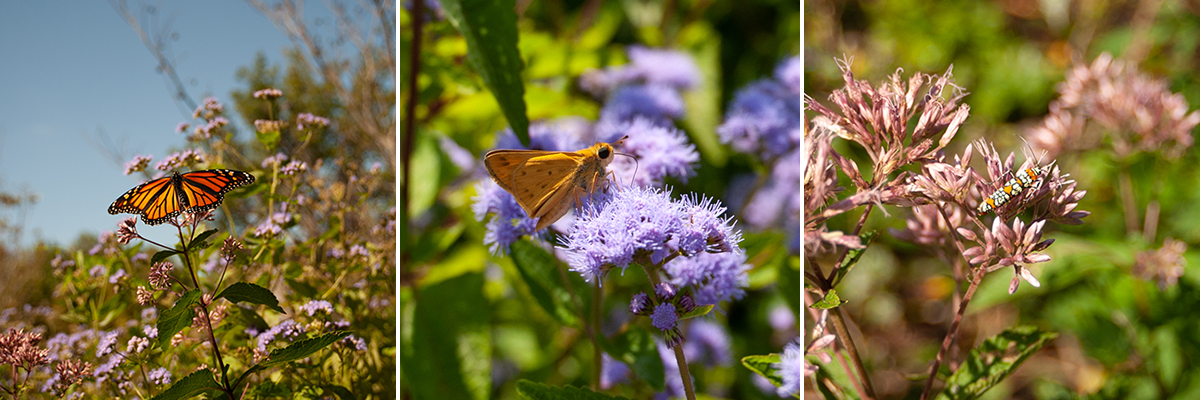 Butterflies on plants in Adkins Arboretum parking lot