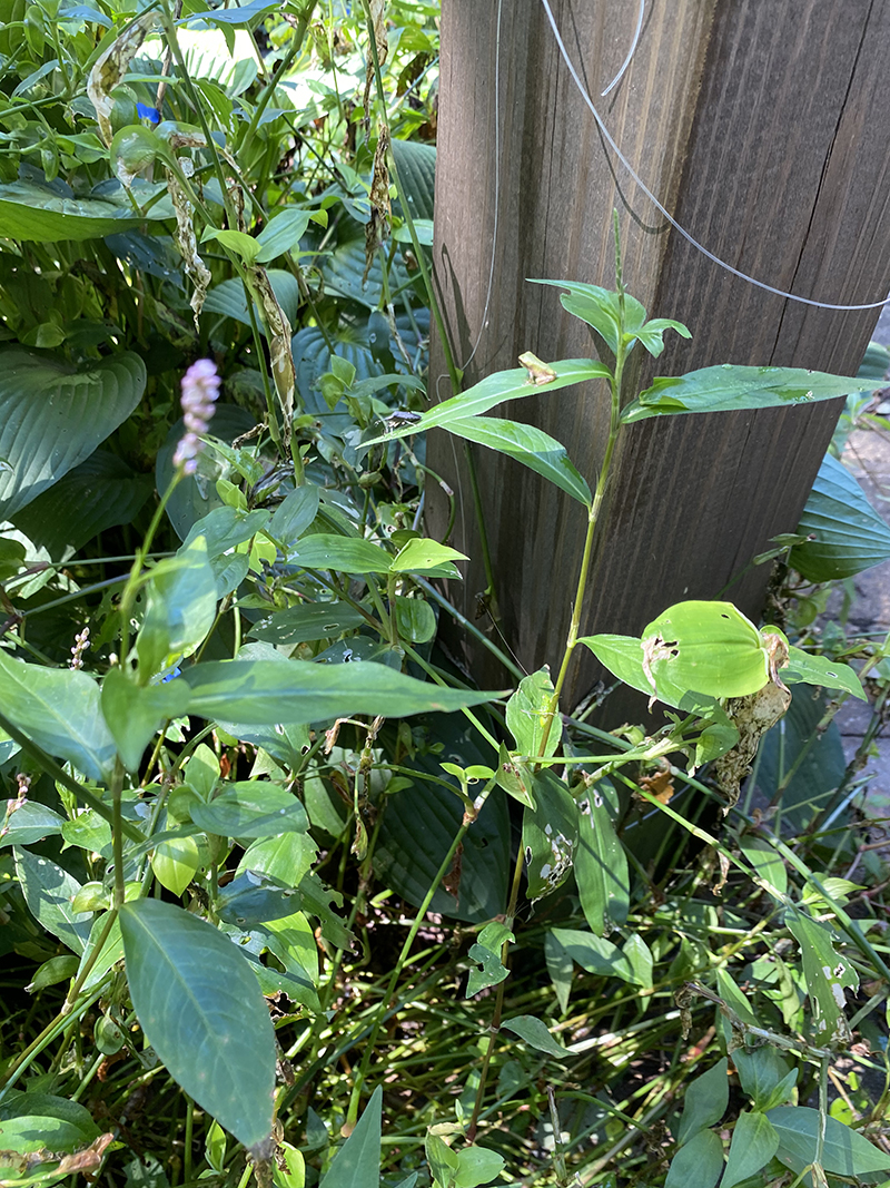 A close-up view of my backyard in August–you can see a baby Green frog.