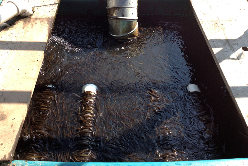 Image of eels in a tank from above.