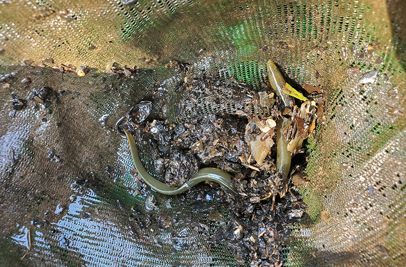 Image from above of mesh bag with eel in the center