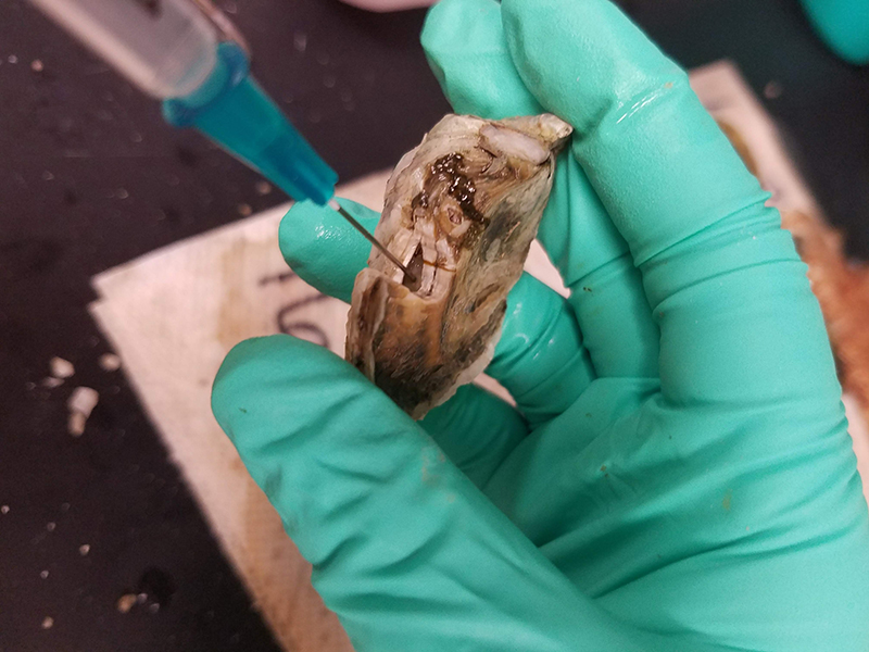 Close up image of an oyster being held by a gloved hand. A needle is inserted into the oyster through a hole in the shell.