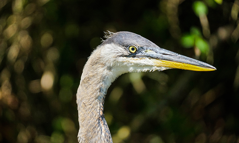 Close-up image of heron.