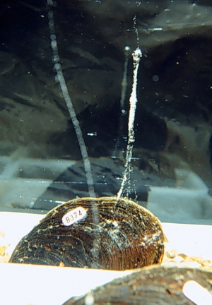 Elliptio Spawning Lellis