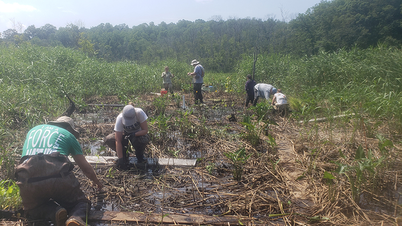 The field team planting native wetland species in a marsh clearing surrounded by P. australis at Parker’s Creek in Prince Frederick.