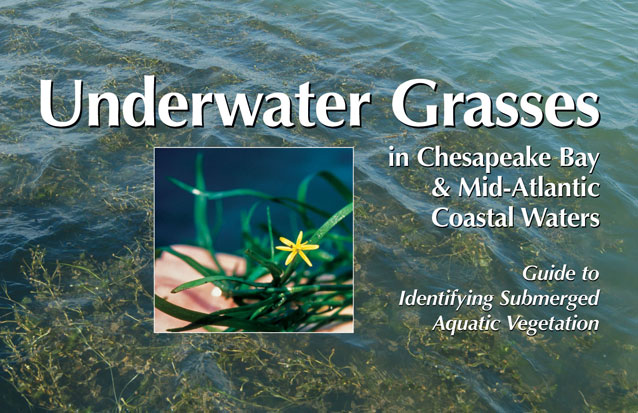 Cover of Underwater Grasses in Chesapeake Bay & Mid-Atlantic Coastal Waters: Guide to Identifying Submerged Aquatic Vegetation book, showing a background of surface water, with an inset picture of a hand holding some green grass with a yellow star-shaped flower.