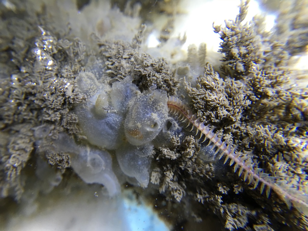 Bristly Clam Worm on biodisk, next to sponge