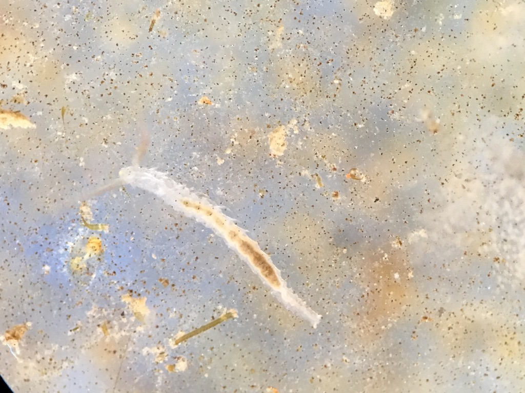 Clam Worm on transparent dish in microscope