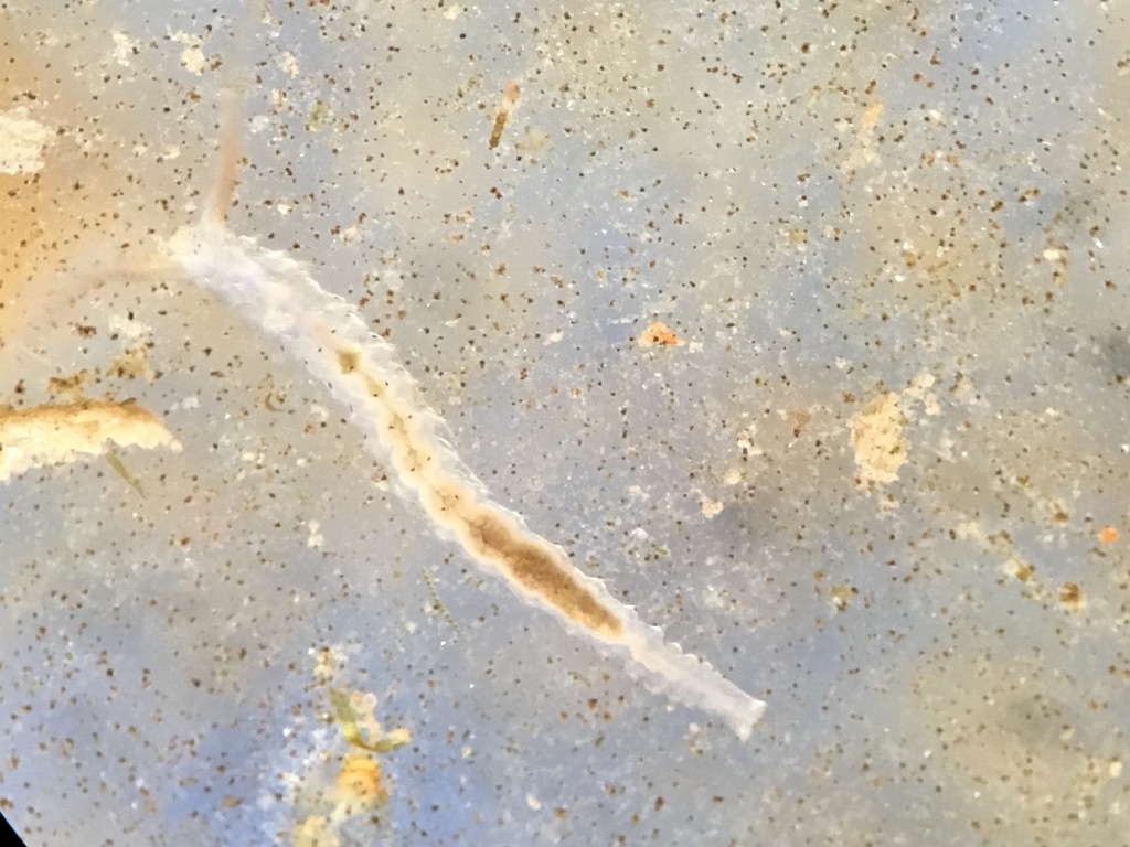 Semitransparent Clam Worm seen through microscope