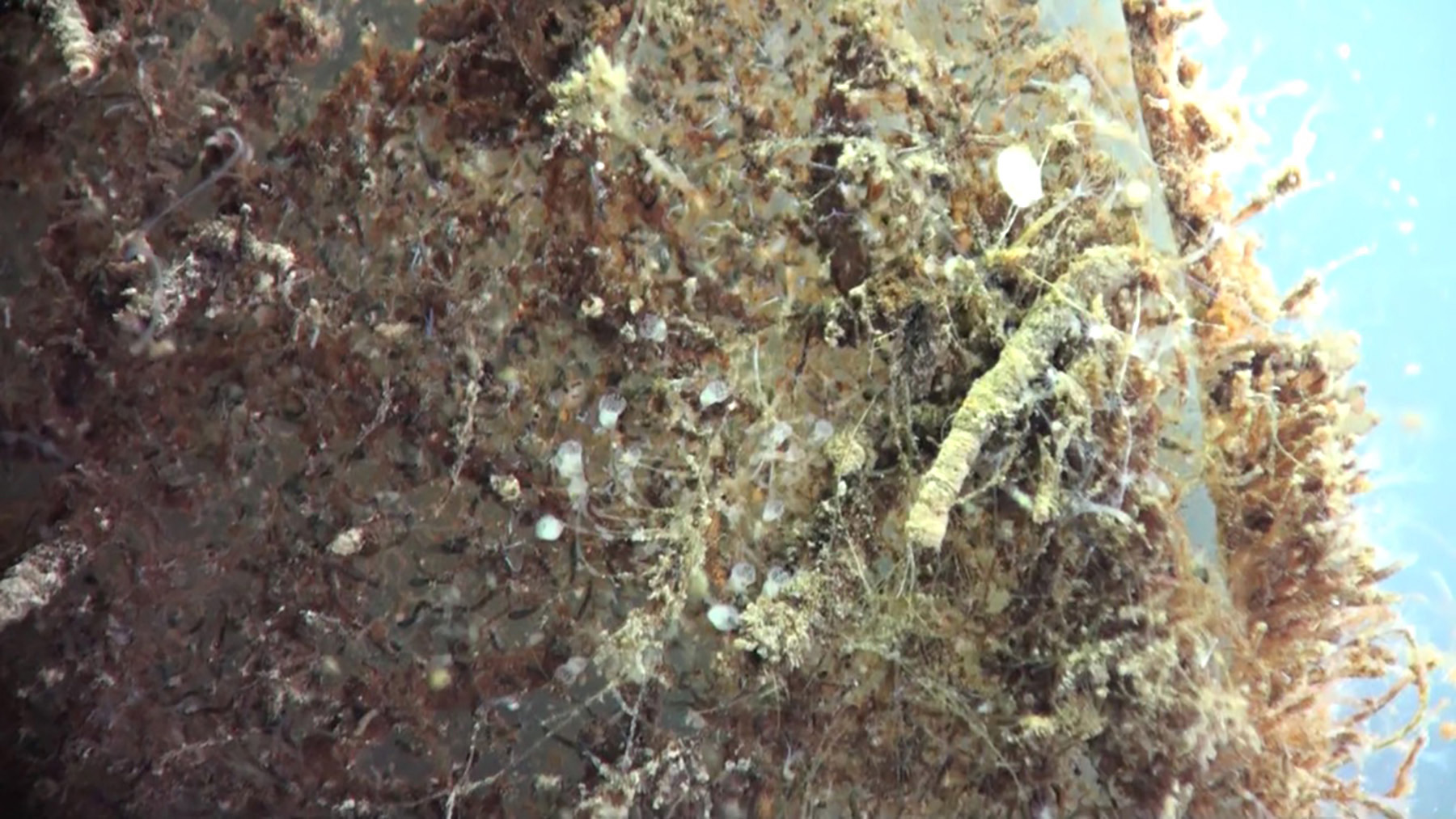 Entoprocta on Biofilm, next to tube worm.
