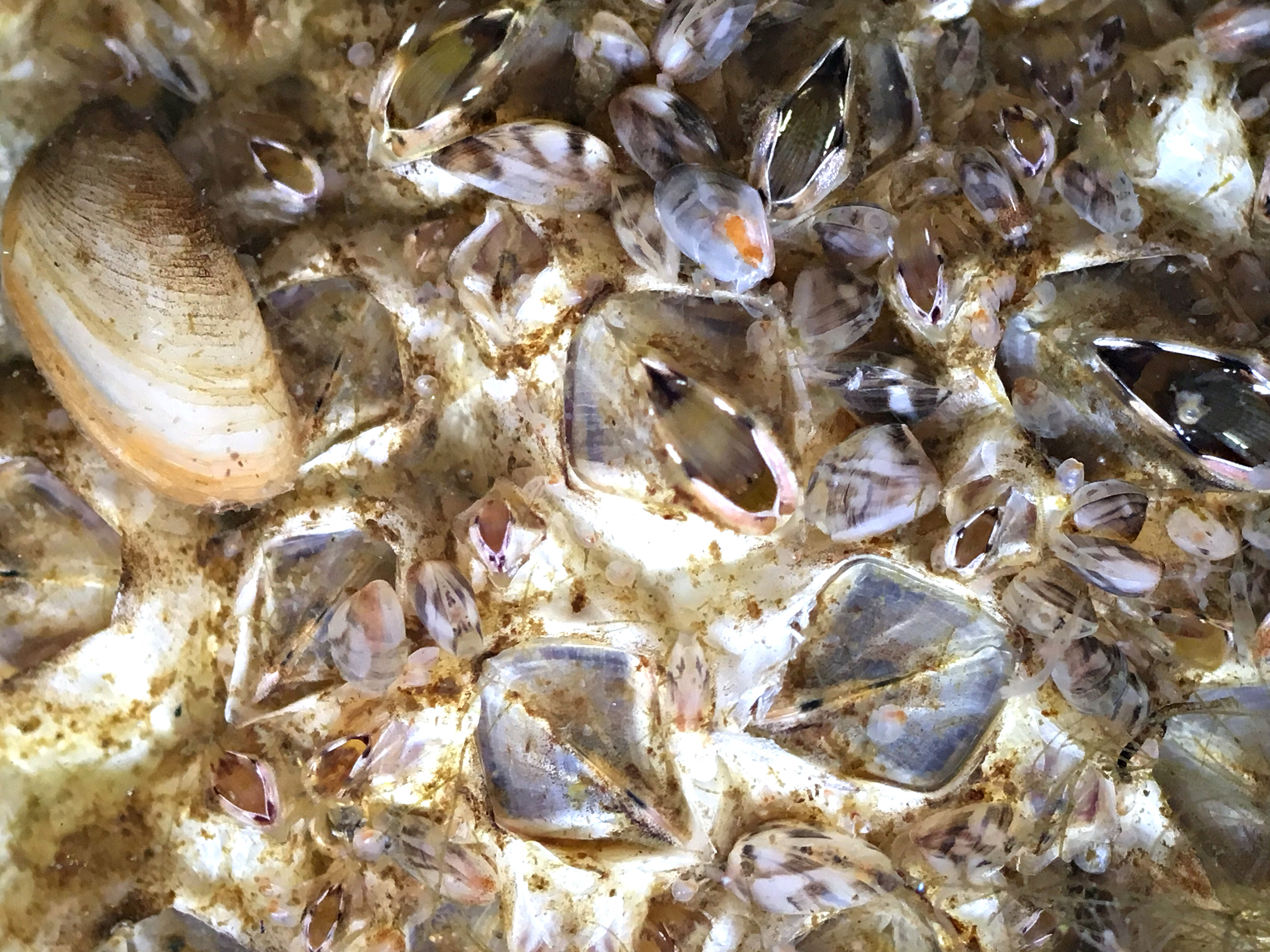 A group of round-shaped Barnacles