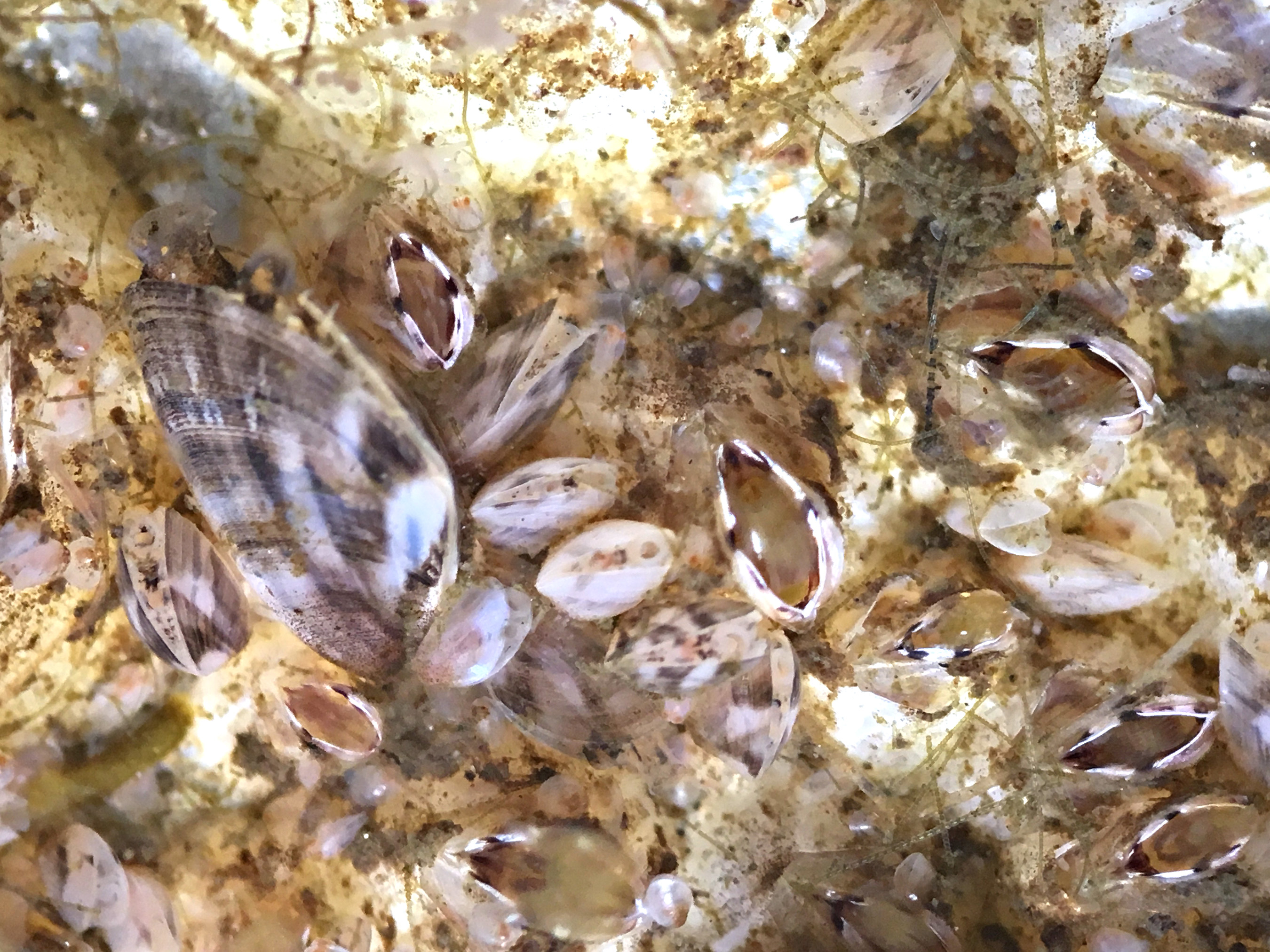 A group of round-shaped Barnacles