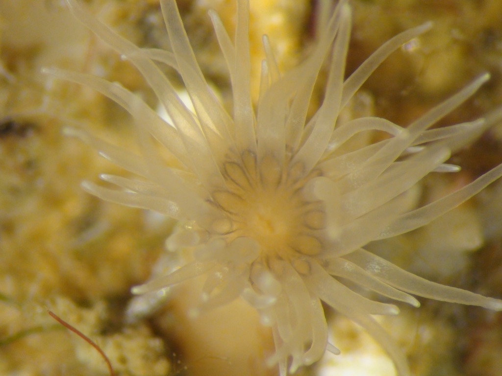 White anemone