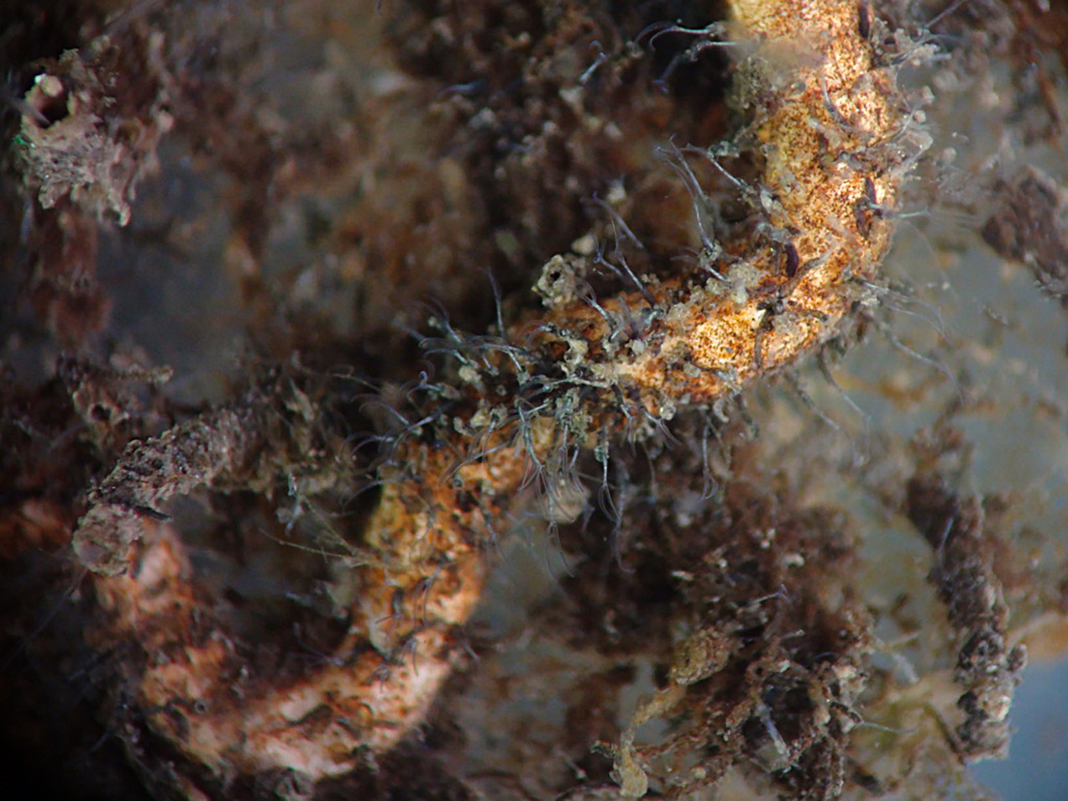 A ciliate with a unique looped ciliated structure emerging from a “tube” or vase-shaped structure. Colonizes on various substrates and can resemble a very small “tube worm.” 