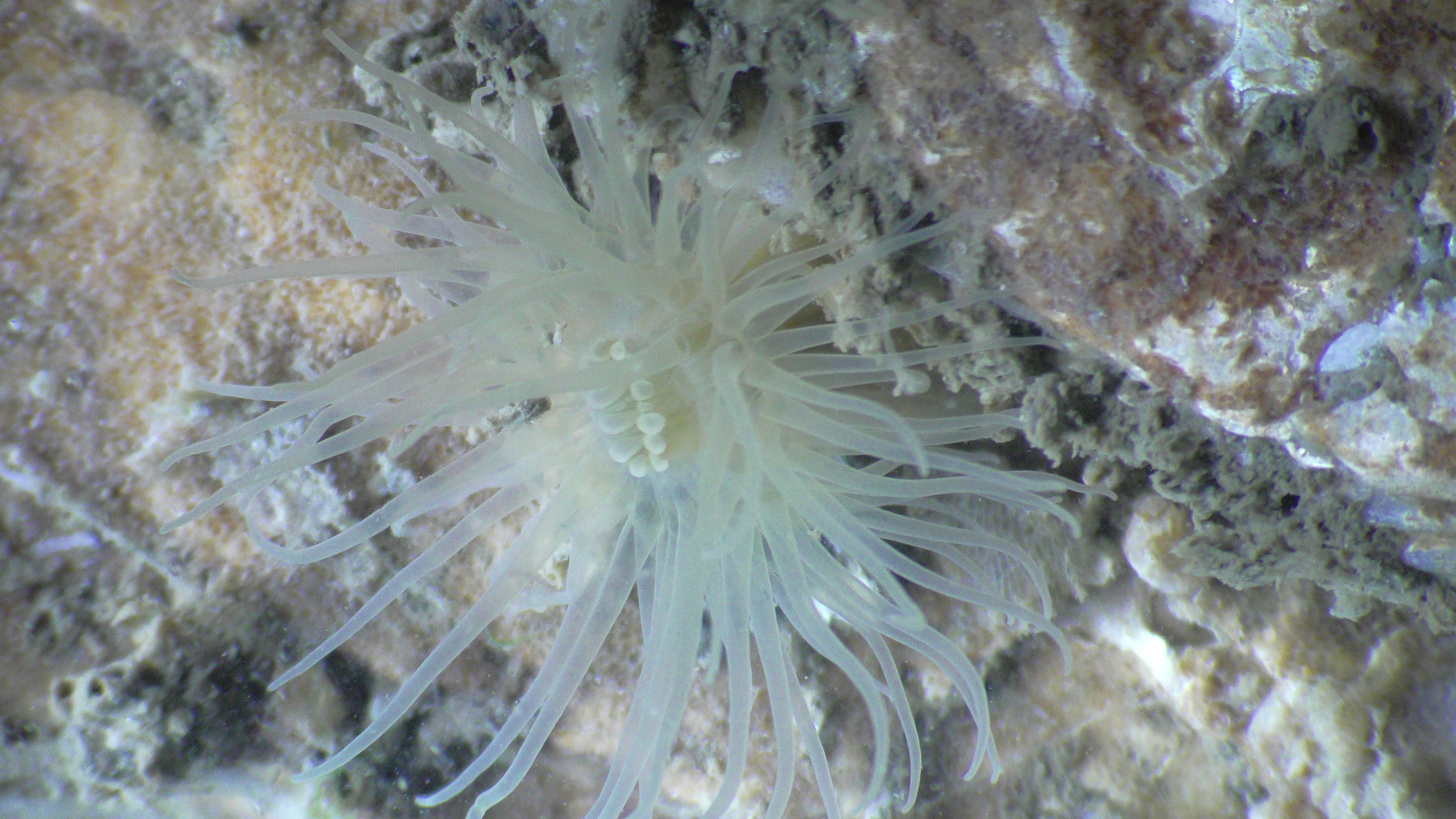 White anemone