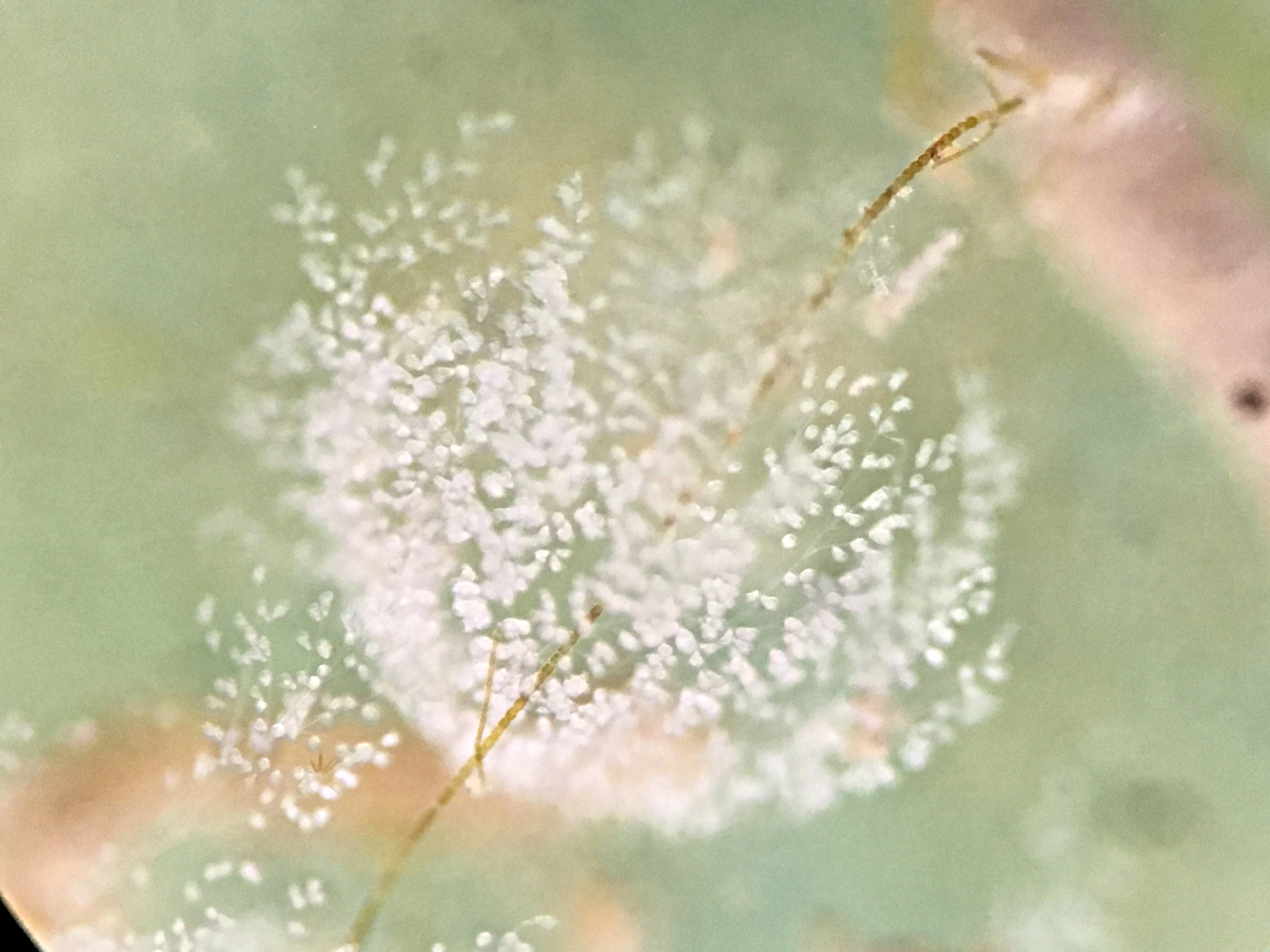 close up of a Colonial Ciliate, that looks like a fuzzy ball, similar in shape of a dandelion.