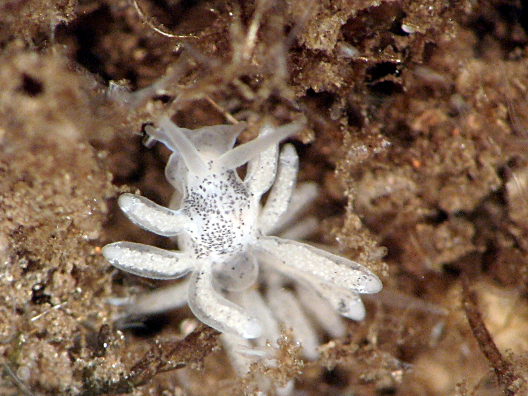 A white gelatinous slug with 12 visible tendrils and 2 gelatinous antennae.  