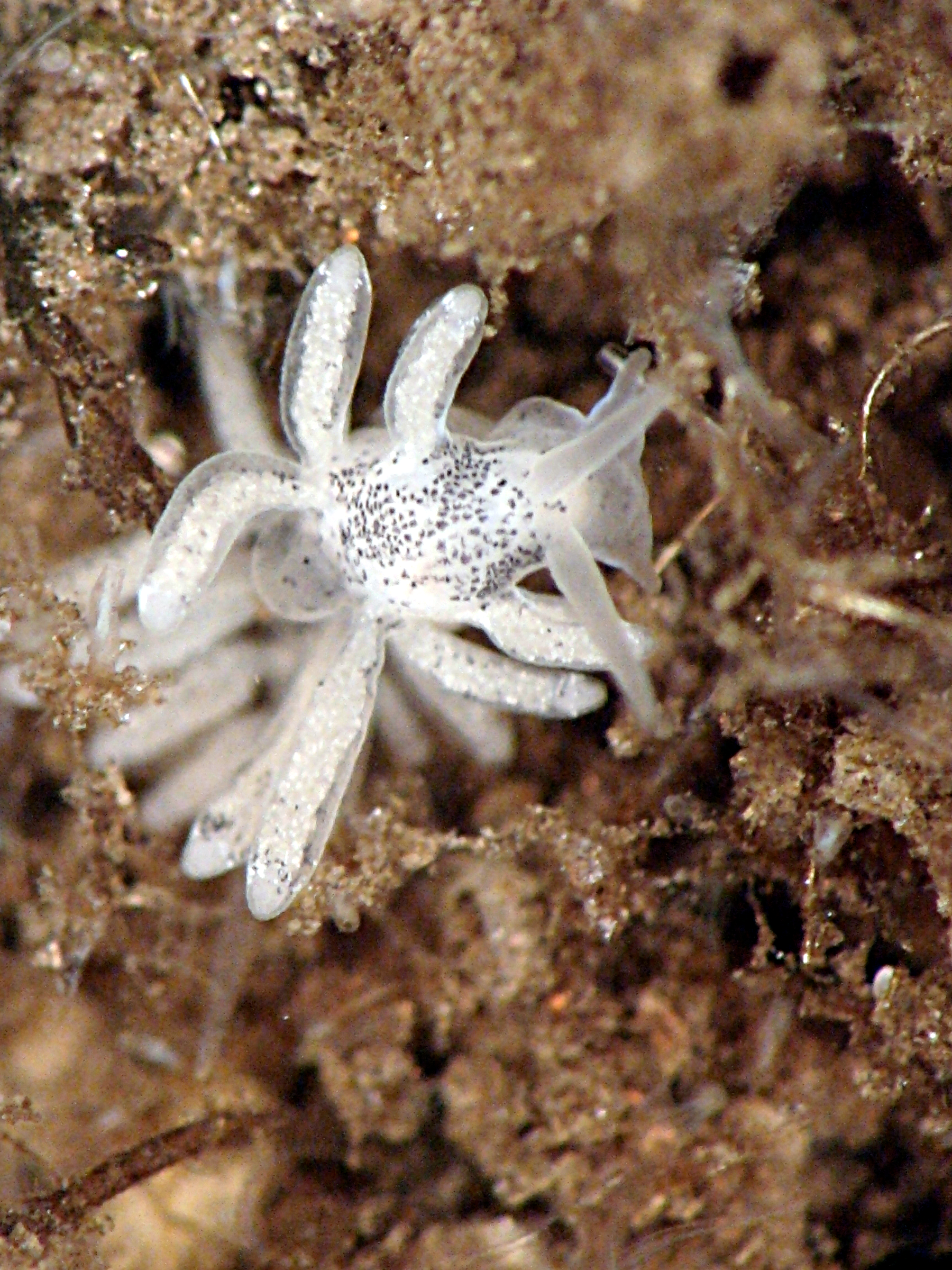 A Dusky Sea Slug (Stiliger fuscatus) with 15 visible appendages.