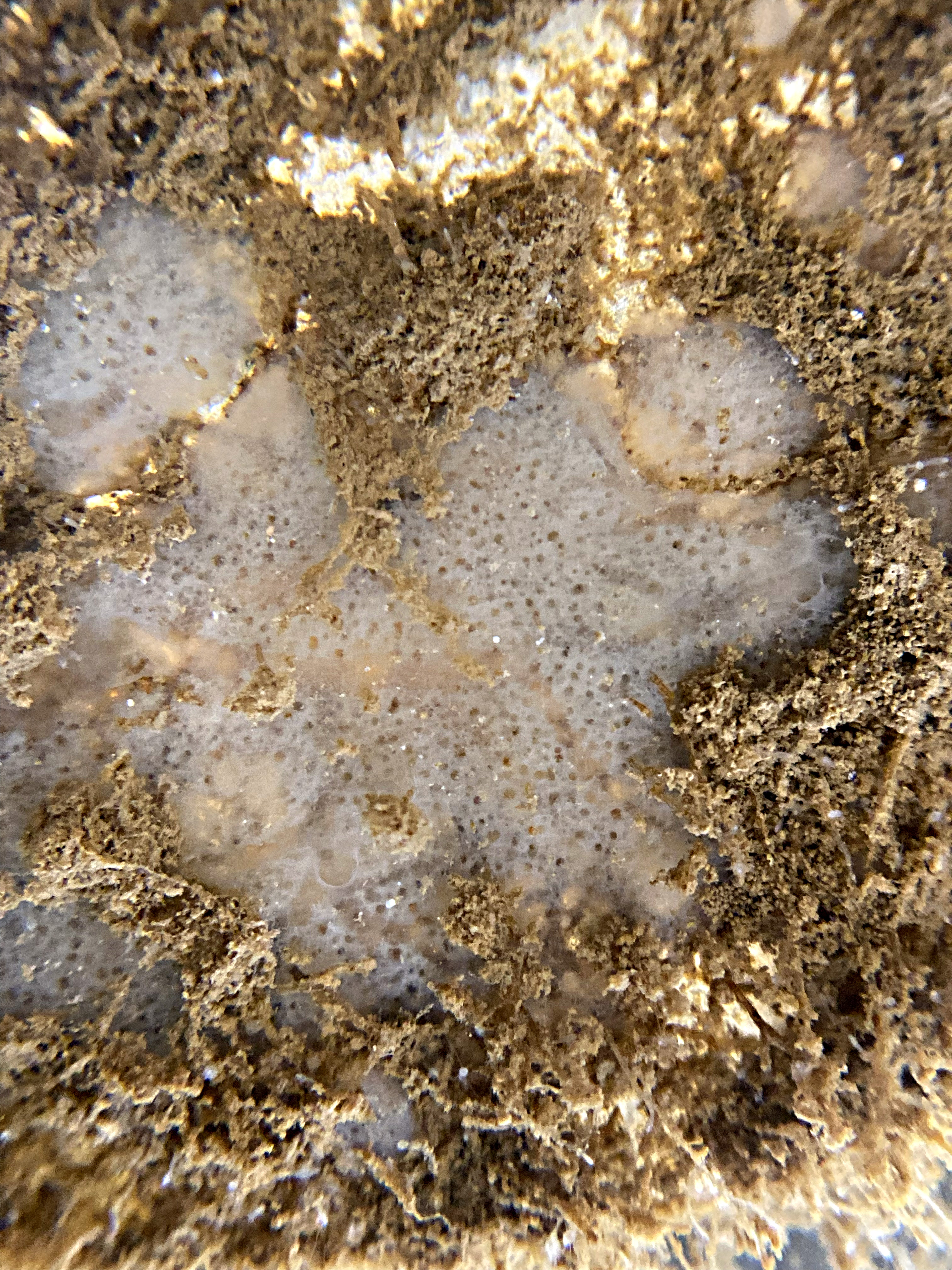 a white foam (the Freshwater Sponge) nestled in the ruff clump of organisms on a biodisc