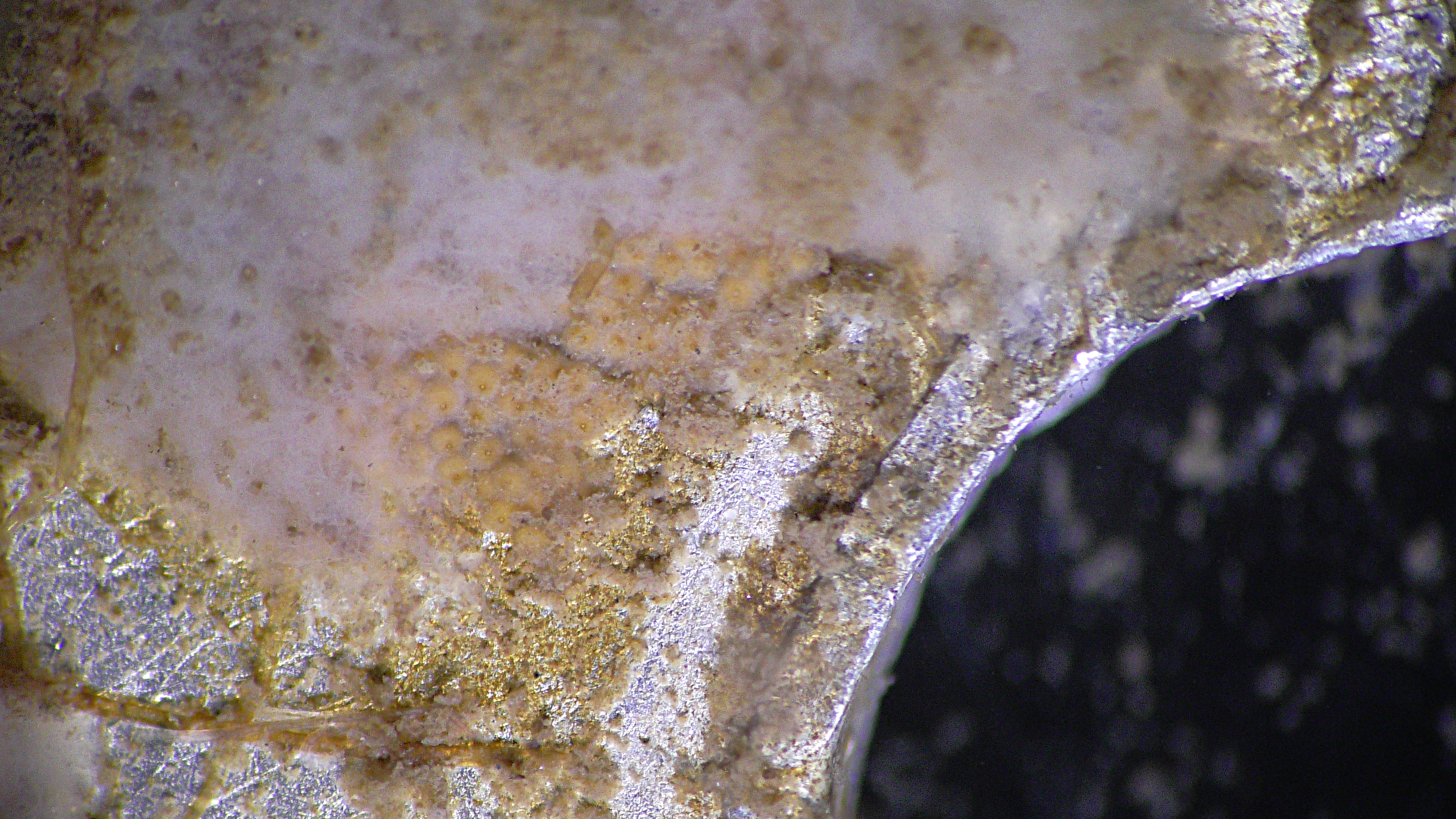 Freshwater Sponge as a white foam-like field spread on the inside section of a biodisc.