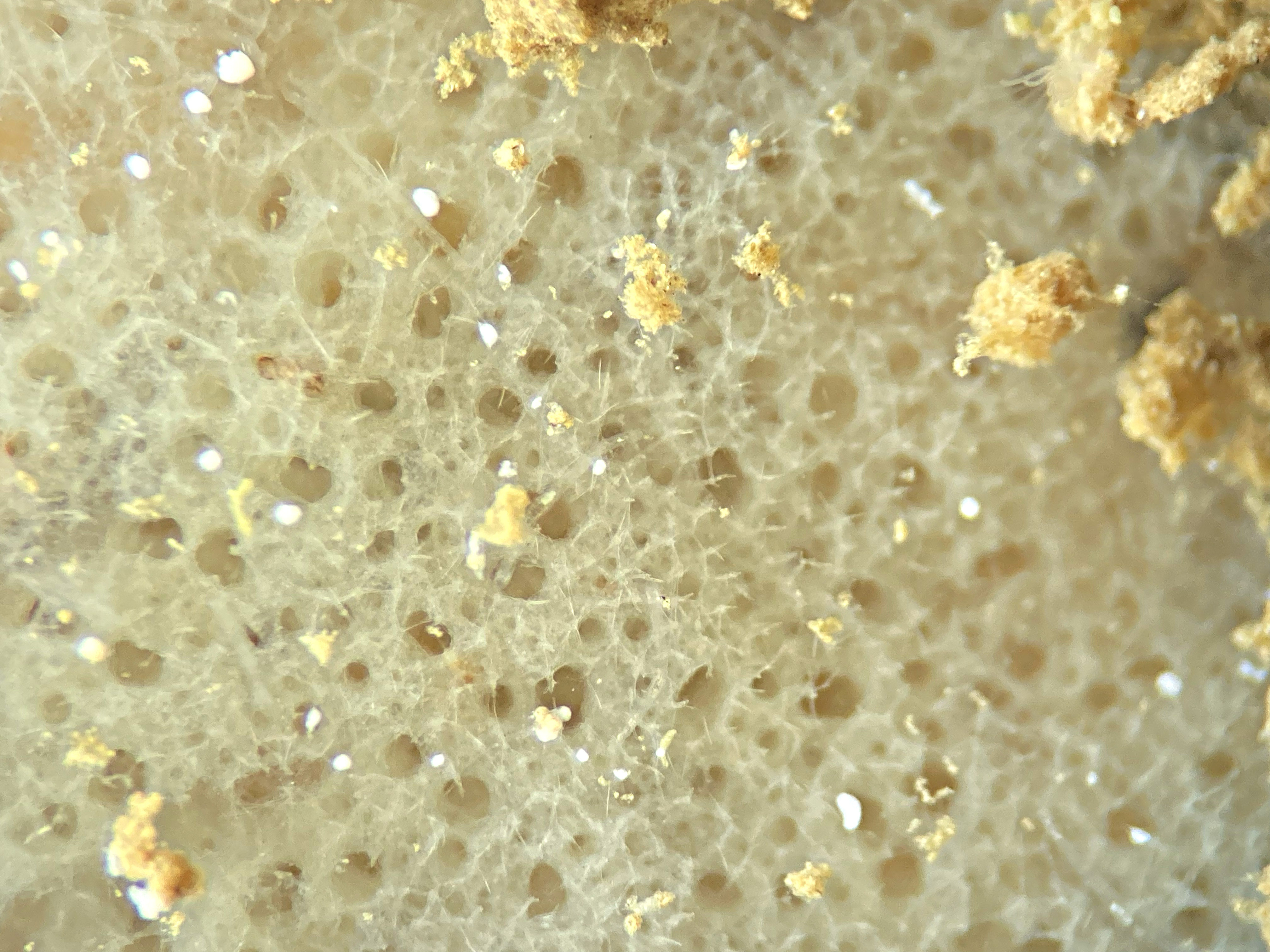 a closeup of the Freshwater Sponge structure, pitter with round holes