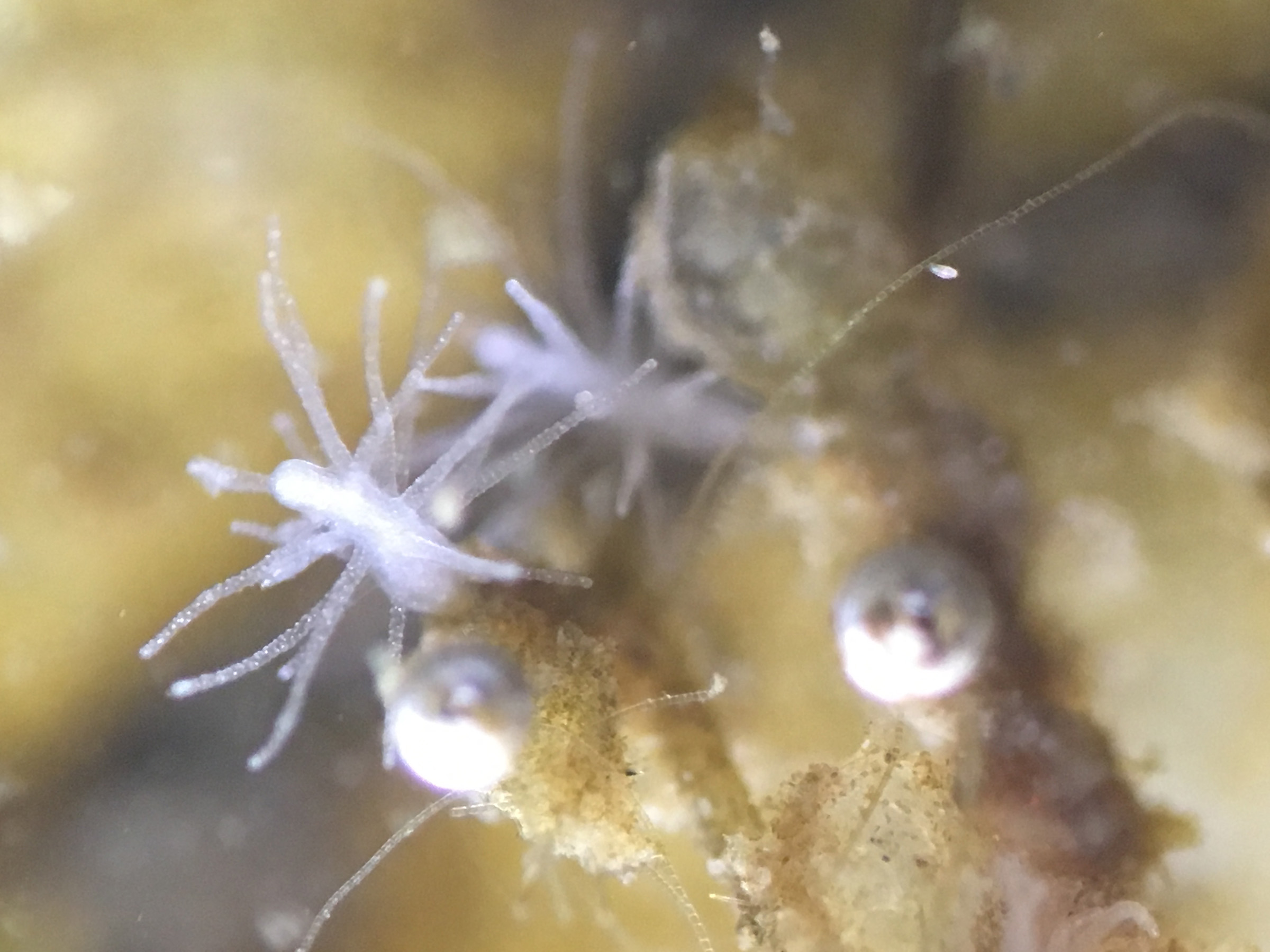 Two white spiny hydroid. One with 16 spiny tentacles.