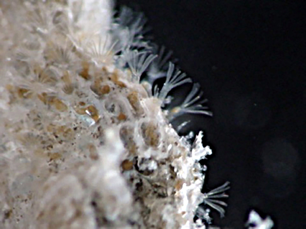 a close up of the side view of a Lacy Crust Bryozoan with a honeycomb that has semi-transparent tubes poking out that have about 10 tendrils at their ends, feeding..