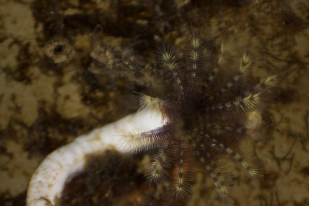 A limy tube worm