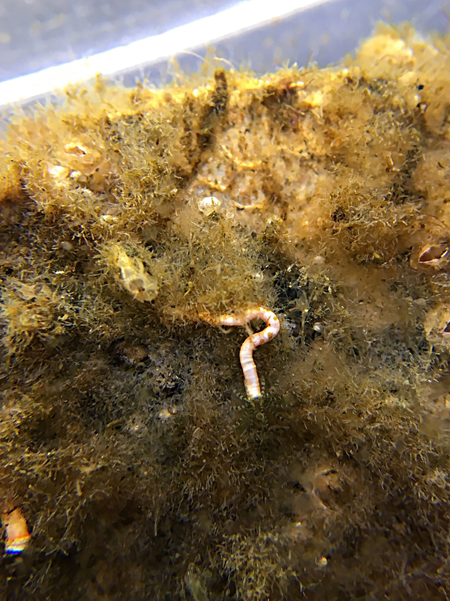 Limy tube worm