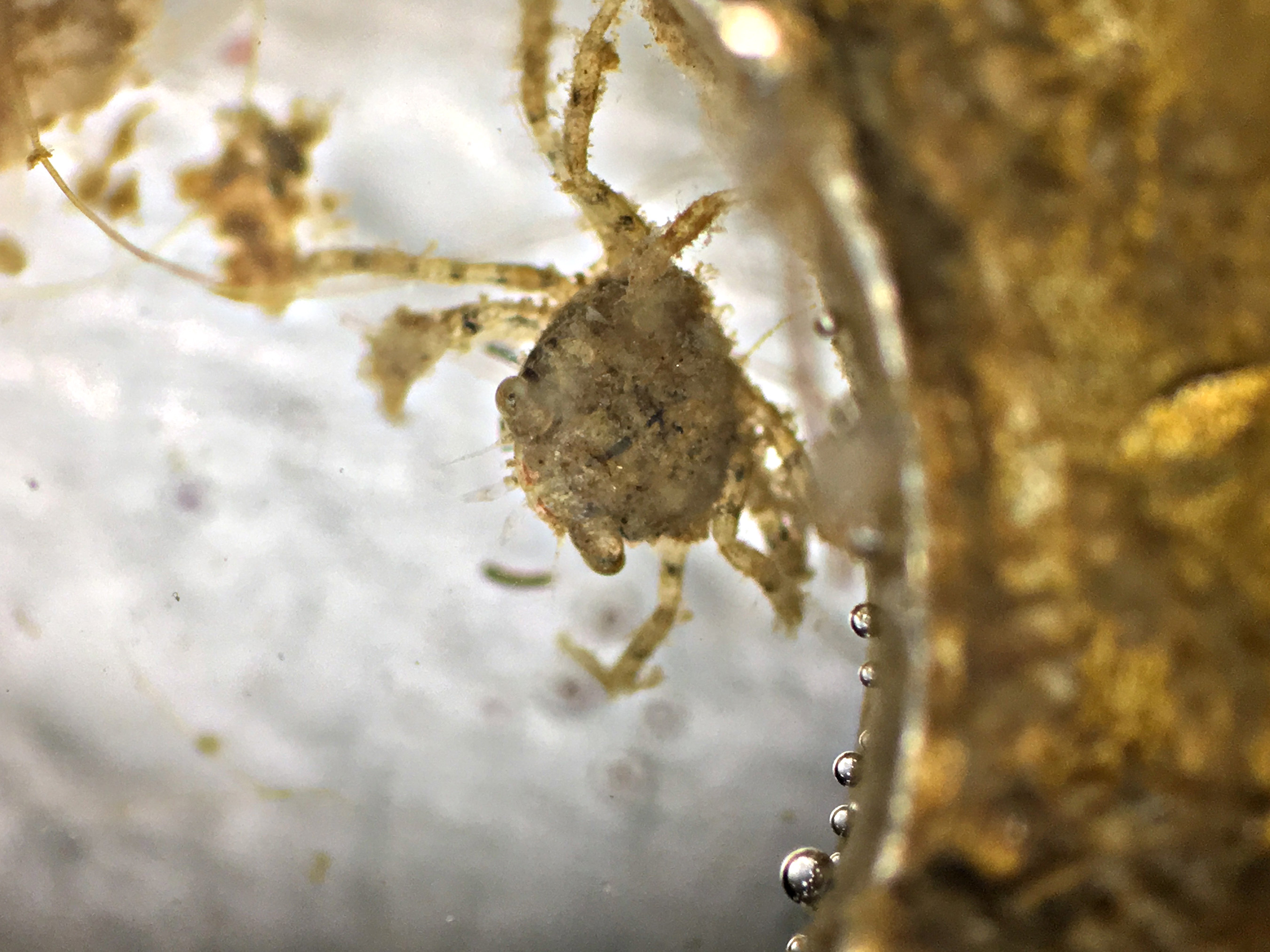 image of black-fingered mud crab inside center hole of bio-disc, seen through a microscope. There are 6 legs, two claws on the front and two paddles on the rear of the crab.